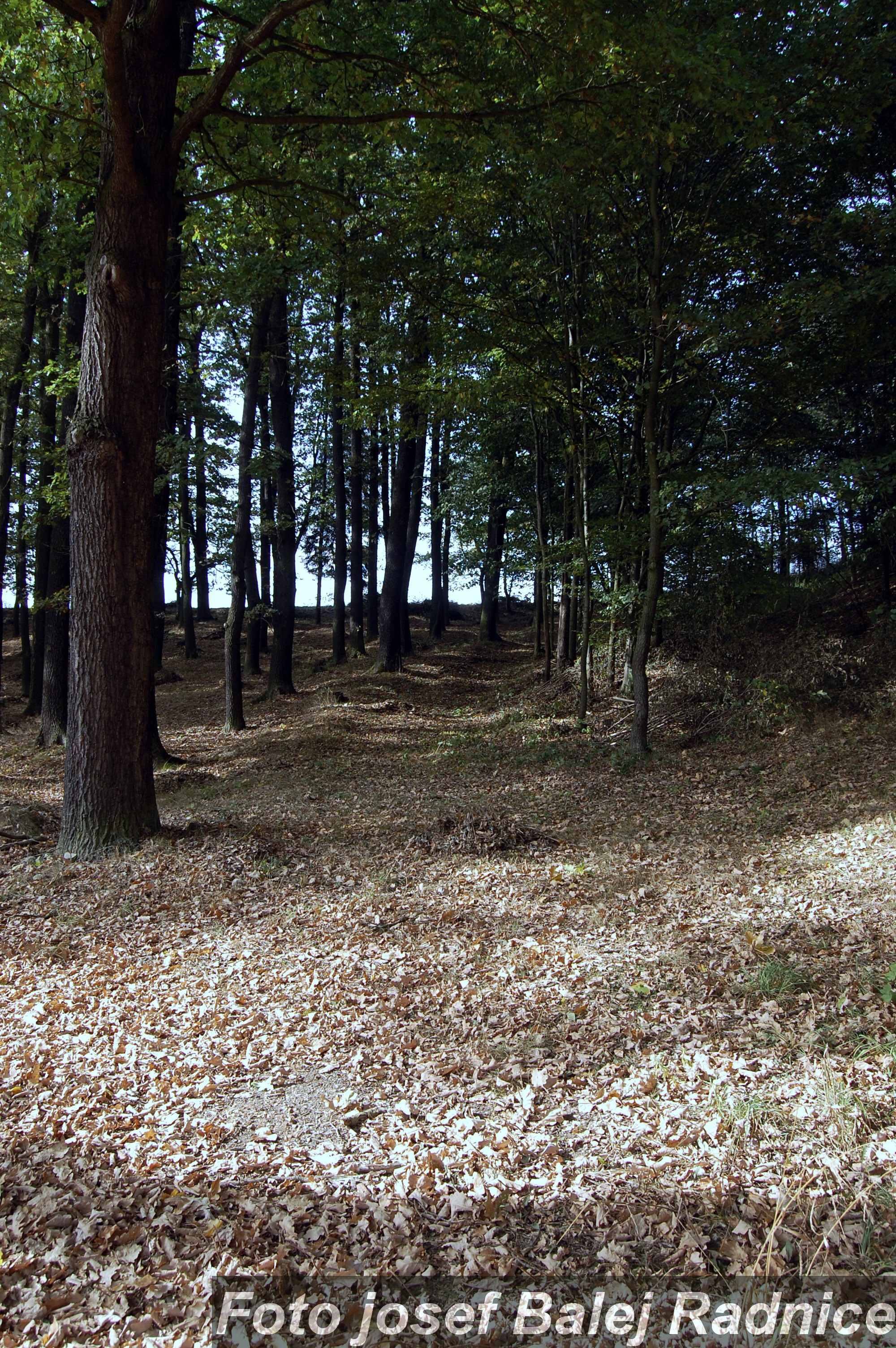 CDSC_0040