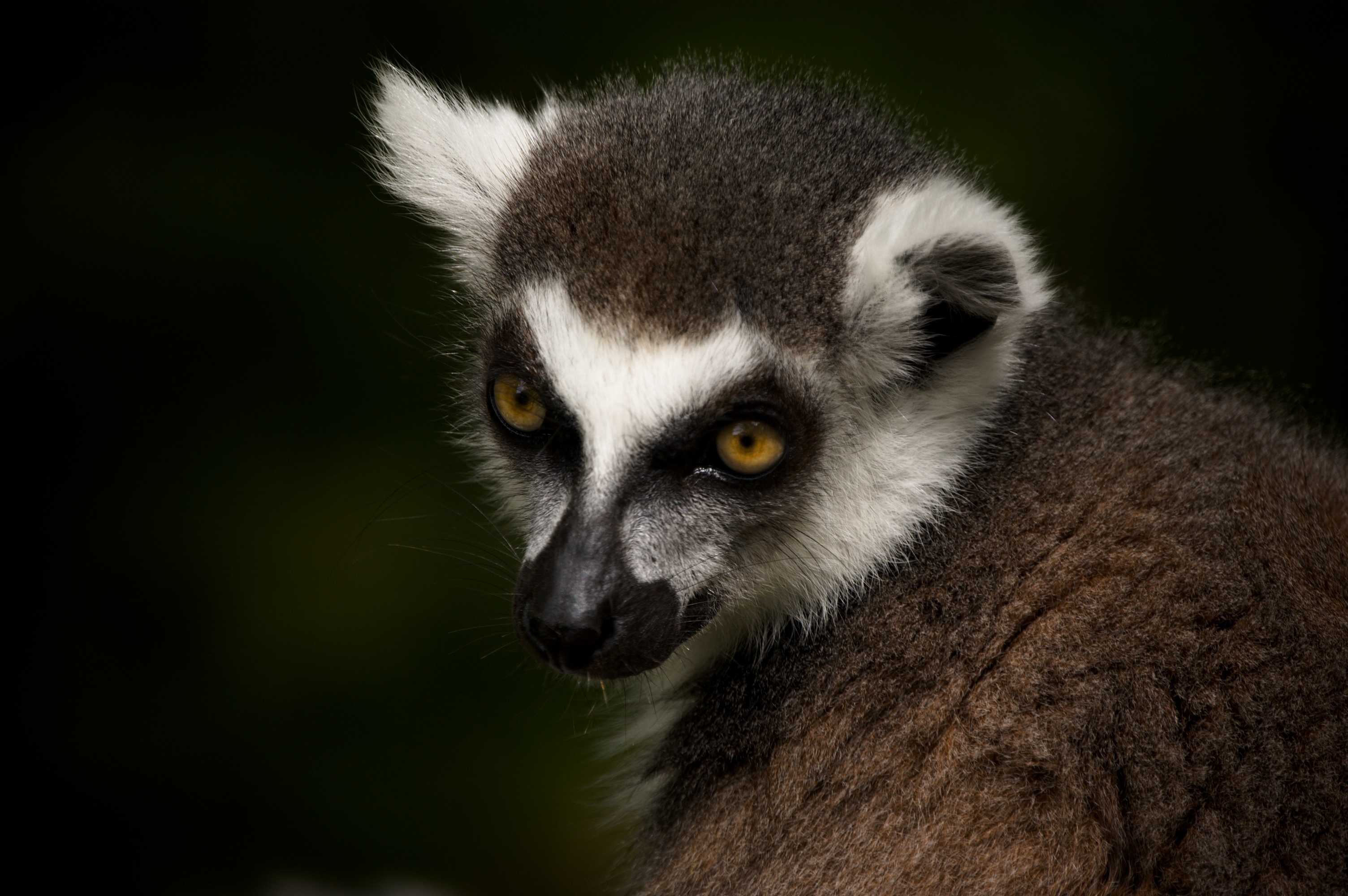 Lemur